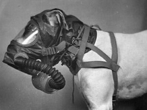 Dog Gas Masks 13