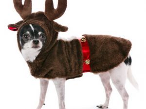 reindeer-dog-costume